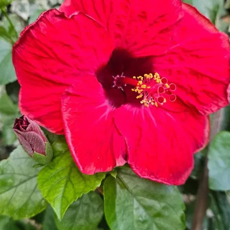 Anthea Отель типа 